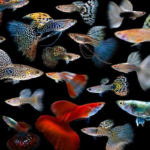 Why Guppies Make the Perfect Aquarium Fish