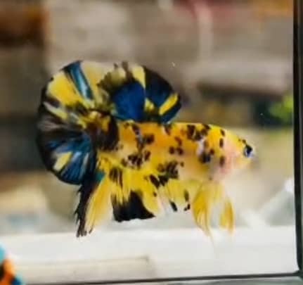 Betta Male Multi Yellow Koi